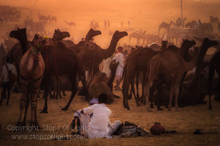 photography tour pushkar camel fair photography tour rajasthan