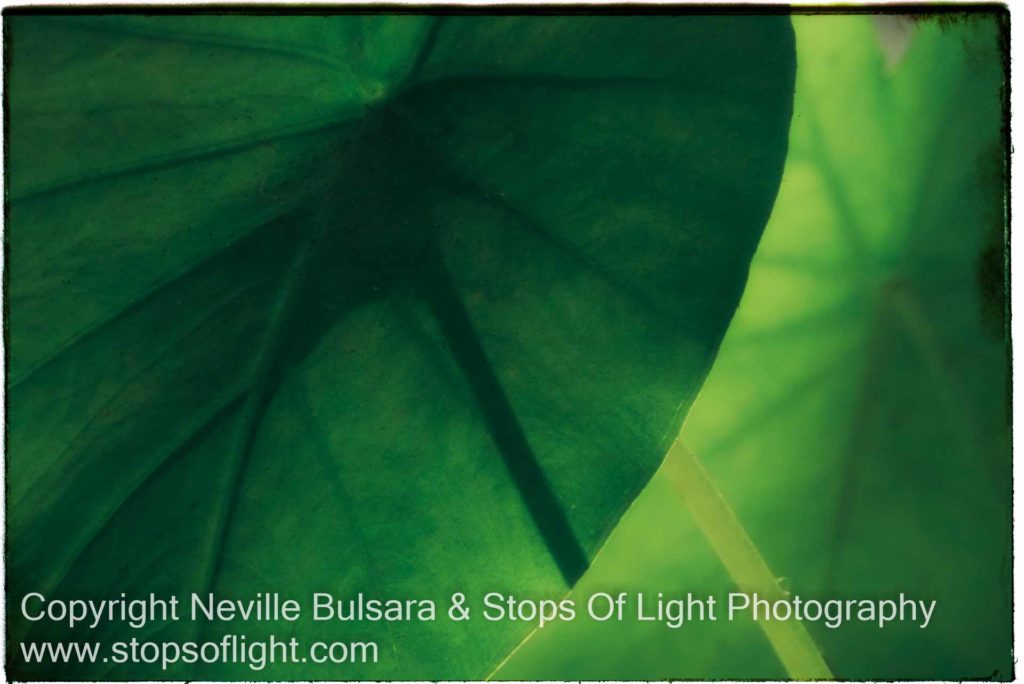 The Best Online Photography Workshop - Neville Bulsara's What A Wonderful World